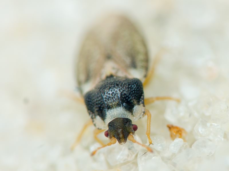 Parapiesma variabile (Fieber, 1844)